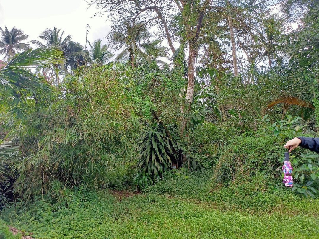 Farm Lot (Lucban, Quezon), Property, For Sale, Lot on Carousell