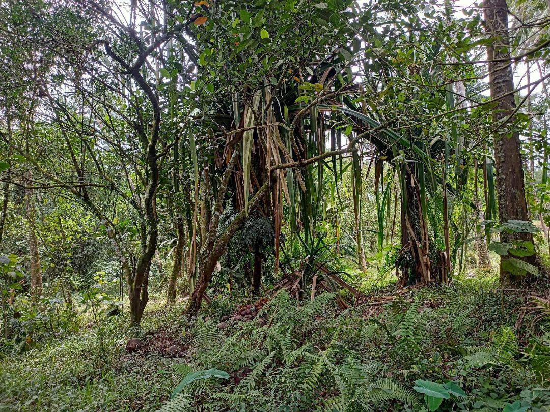 Farm Lot (Lucban, Quezon), Property, For Sale, Lot on Carousell