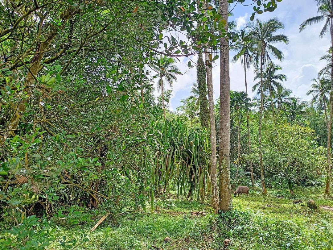 Farm Lot (Lucban, Quezon), Property, For Sale, Lot on Carousell