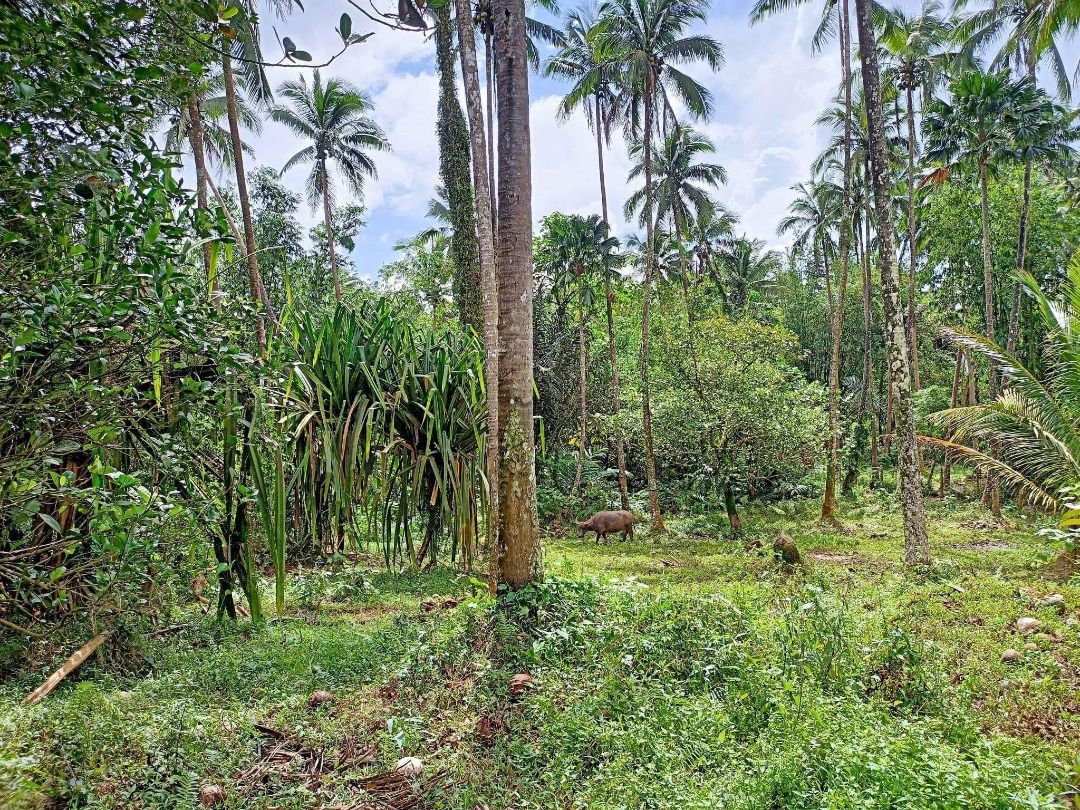 Farm Lot (Lucban, Quezon), Property, For Sale, Lot on Carousell