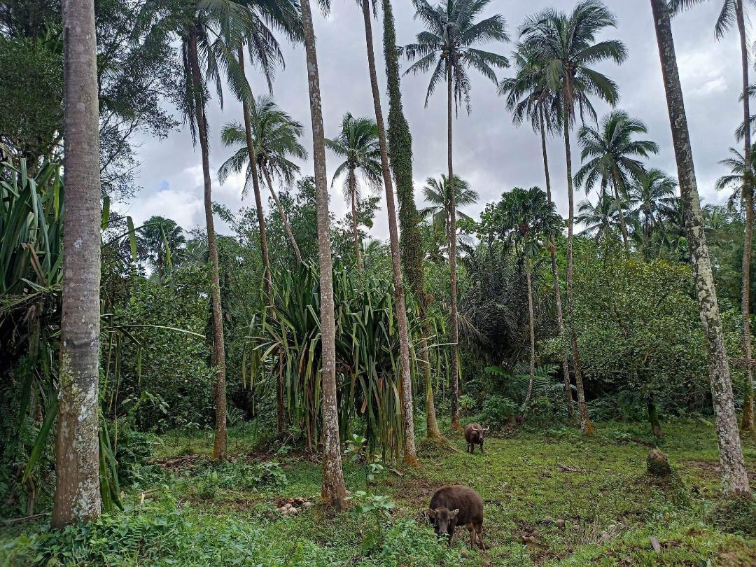 Farm Lot (Lucban, Quezon), Property, For Sale, Lot on Carousell