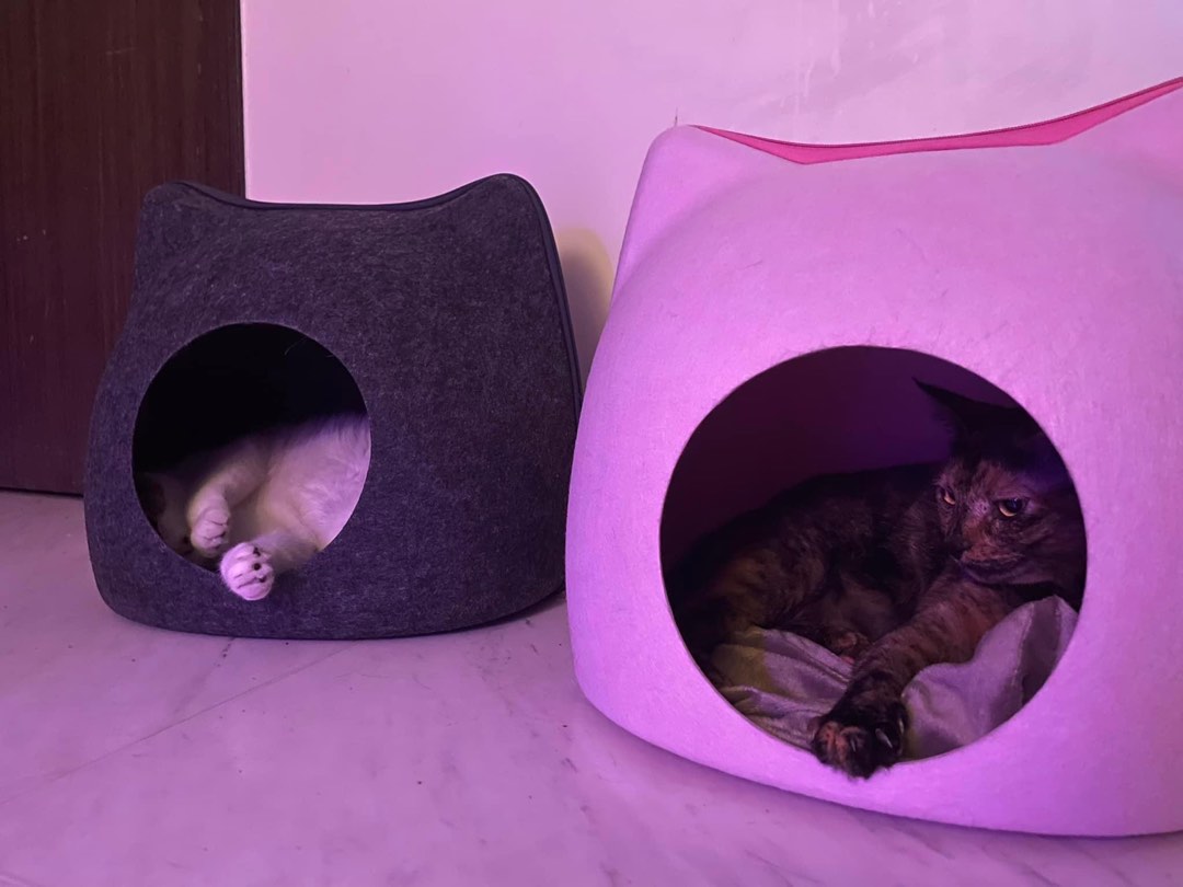 FREE Cat House, Pet Supplies, Homes & Other Pet Accessories on Carousell