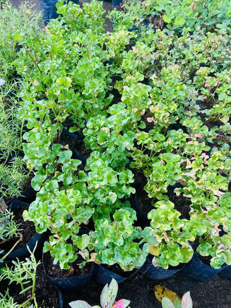 Kutsarita Plant, Furniture & Home Living, Gardening, Plants & Seeds on