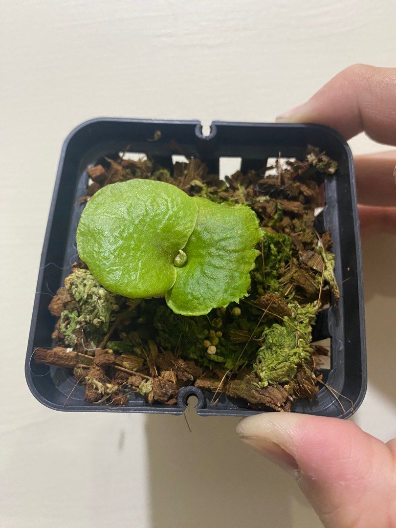 鹿角蕨-銀葉侏儒亞猴P.Ridleyi dwarf silver spore, 傢俬＆家居, 園藝