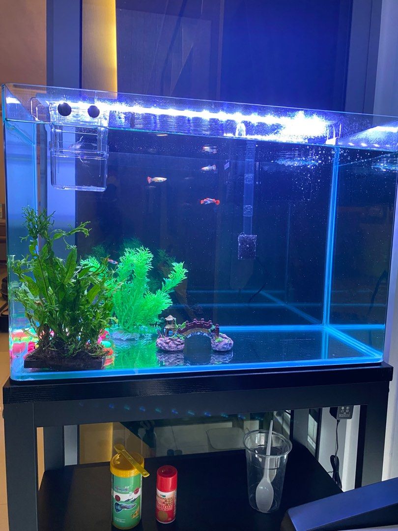 2 ft rare curved open top glass fish tank 72 litre/19 gallon, Pet