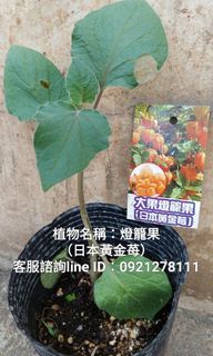 台南.燈籠果.日本黃金苺.茄科酸漿屬.燈籠果.姑娘果.酸漿.