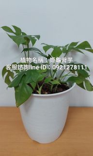 台南.姬龜背芋.天南星科.網美植物