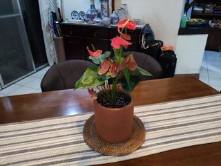 Anthurium Red Champion Indoor Flower Plant in Terracotta Clay Pot for Interior Decor or Garden Tabletop