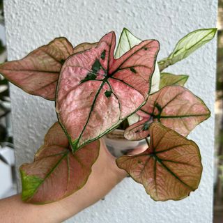 (Category: ) located in . Submitted by plants4you (Listing ID 1230257771, Image 1). Description: .