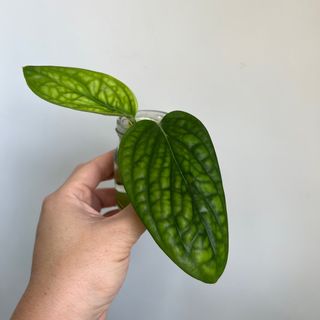 (Category: ) located in . Submitted by plants4you (Listing ID 1230256940, Image 1). Description: .