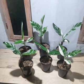 (Category: ) located in . Submitted by Plantszone.Official (Listing ID 1230330453, Image 1). Description: .