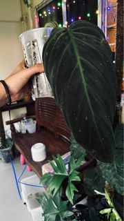 (Category: ) located in . Submitted by mfbm_ (Listing ID 1230281620, Image 1). Description: .