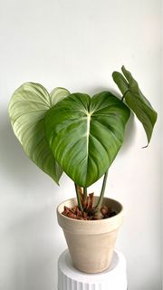 （分類：）位於 。 由 letsplant.hk 提交（商品編號 1222306233，圖片 1）。簡介： 。