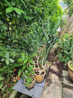 Plants for sale cheap! Collection item 2