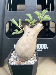 （分類：）位於 。 由 billybill10 提交（商品編號 1230378664，圖片 1）。簡介： 。
