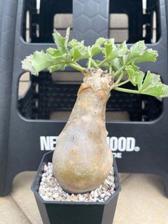 （分類：）位於 。 由 billybill10 提交（商品編號 1230378796，圖片 1）。簡介： 。