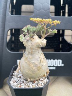 （分類：）位於 。 由 billybill10 提交（商品編號 1230378957，圖片 1）。簡介： 。