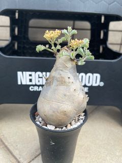 （分類：）位於 。 由 billybill10 提交（商品編號 1230379083，圖片 1）。簡介： 。