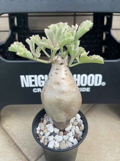 （分類：）位於 。 由 billybill10 提交（商品編號 1230379188，圖片 1）。簡介： 。