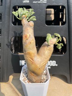 （分類：）位於 。 由 billybill10 提交（商品編號 1230379412，圖片 1）。簡介： 。
