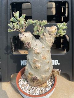（分類：）位於 。 由 billybill10 提交（商品編號 1230379584，圖片 1）。簡介： 。