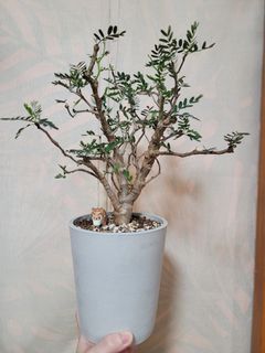 （分類：）位於 。 由 mcchilam 提交（商品編號 1131898448，圖片 1）。簡介： 。