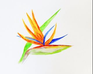 BIRD OF PARADISE FLOWER - Original Watercolor Painting