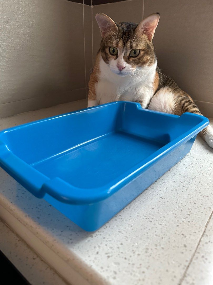 Mini cat 2025 litter box