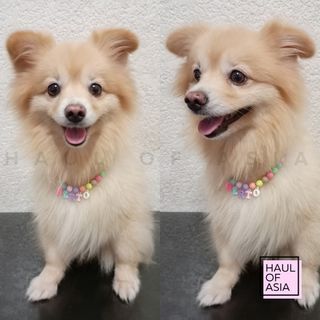 PET DOG CAT PUPPY NECKALCE COLLAR ACCESSORIES PERSONALIZED