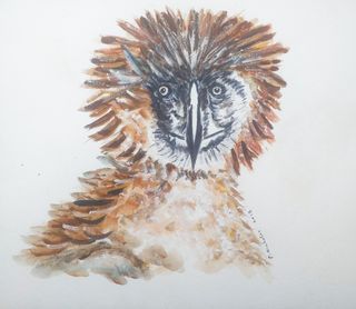PHILIPPINE EAGLE - Bird - Original Watercolor Painting