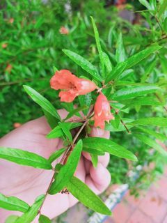 Pomegranate plant
