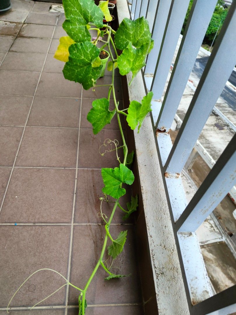 Pumpkin creeper plant in pot edible vegetable fruits indoor outdoor