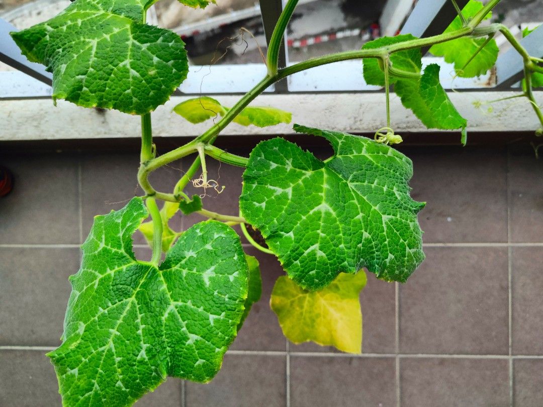 Pumpkin creeper plant in pot edible vegetable fruits indoor outdoor