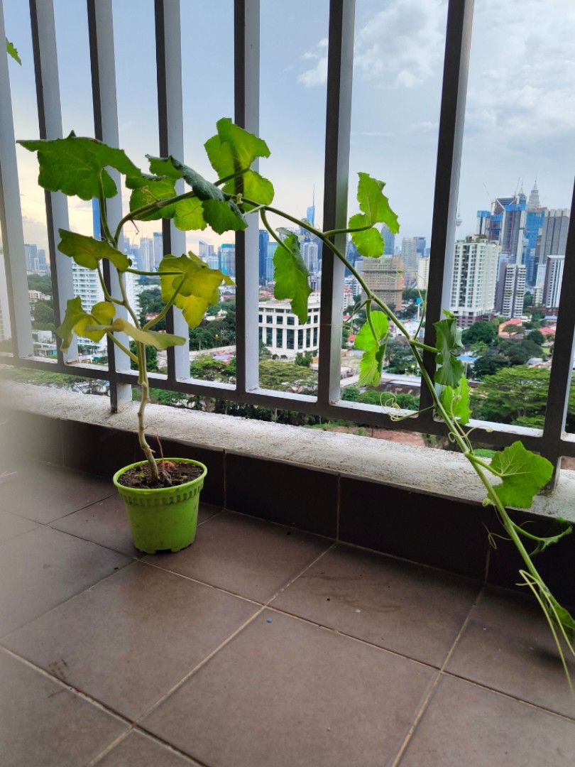 Pumpkin creeper plant in pot edible vegetable fruits indoor outdoor balcony apartment plant