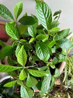 Rooted Black Face General