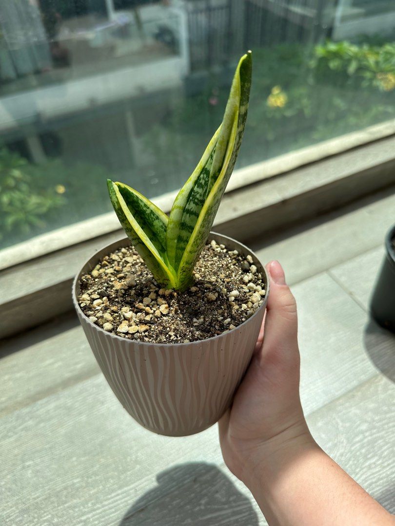 SANSEVIERIA DRAGON KING VARIEGATED