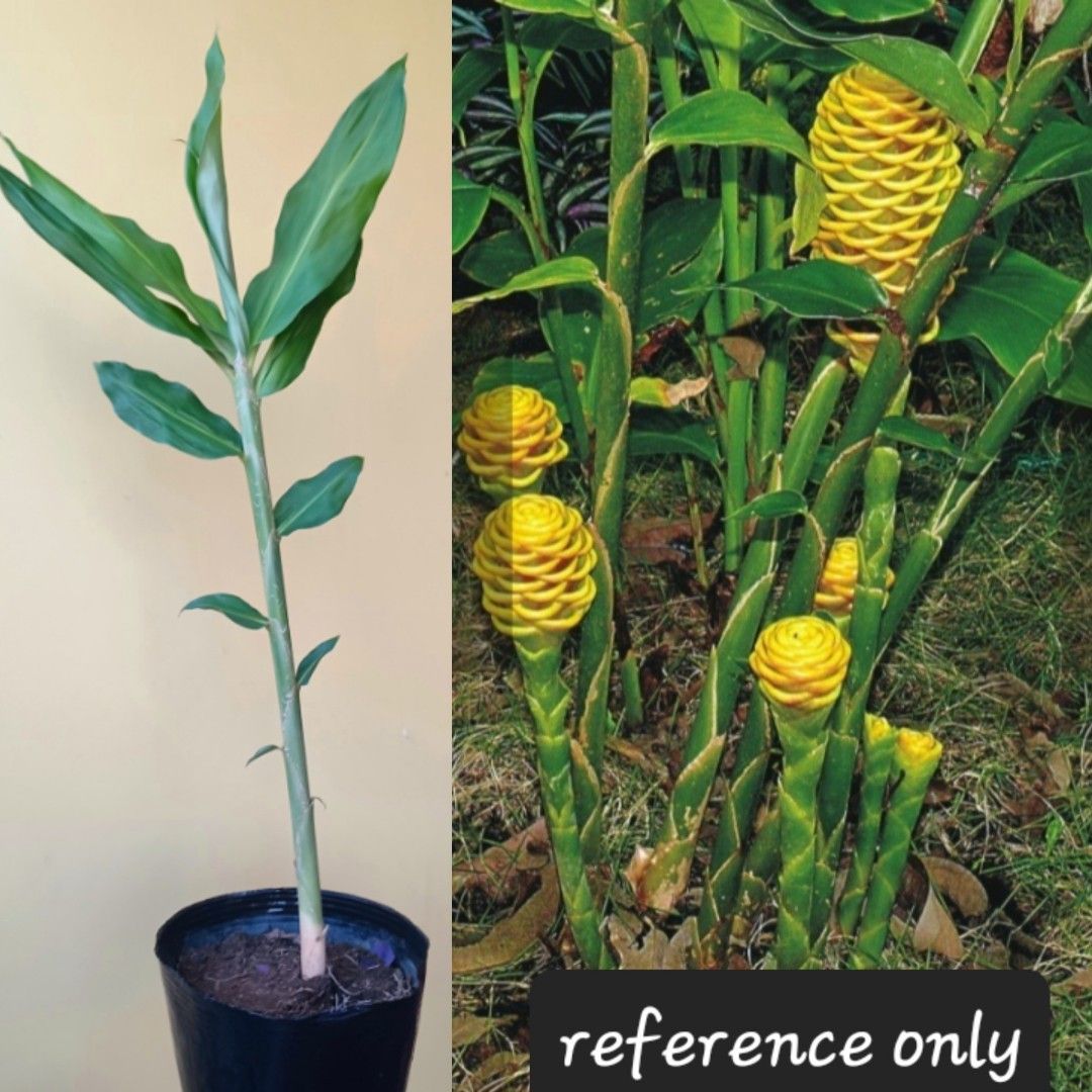 Zingiber Spectabile Beehive Ginger Plant, Furniture & Home Living