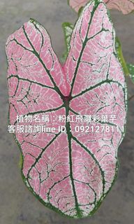 粉紅飛濺彩葉芋.天南星科.觀葉植物.台南