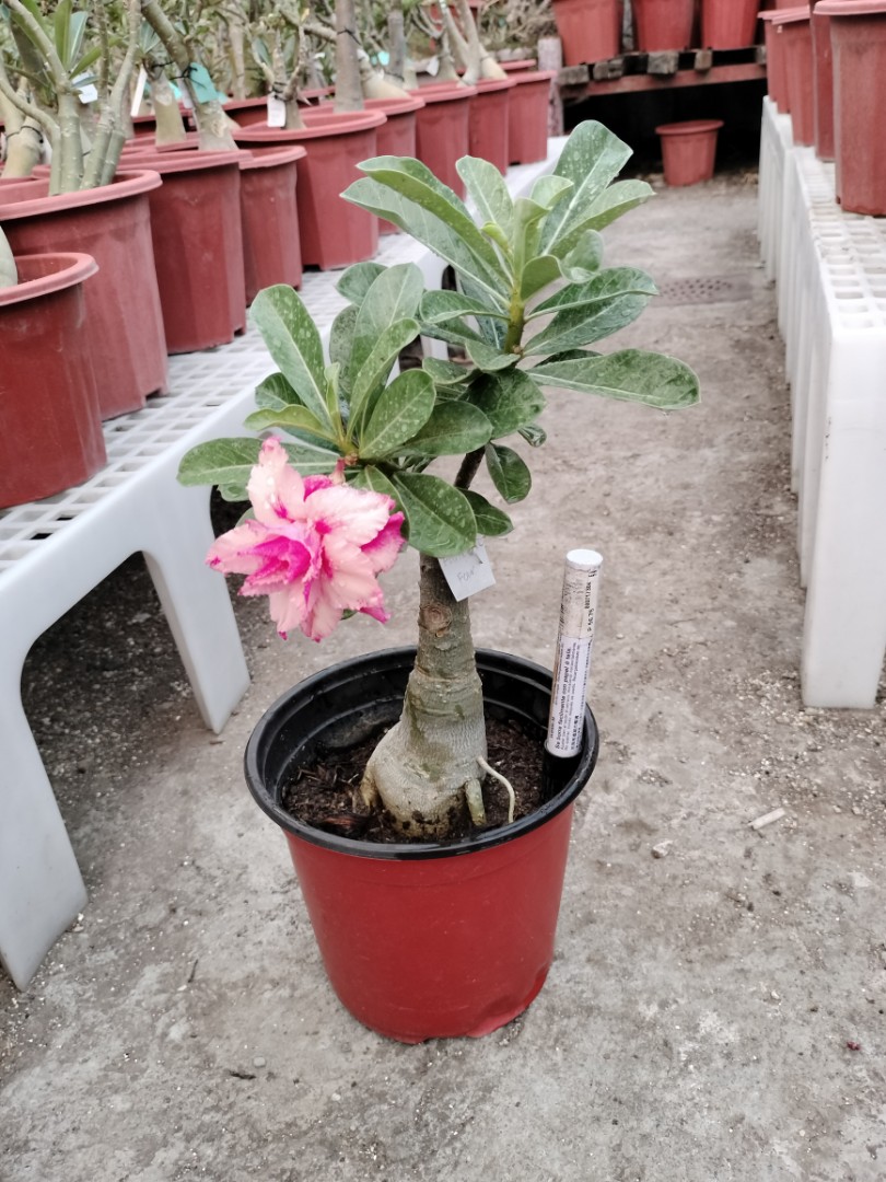 Adenium Plants Furniture Home Living Gardening Plants Seeds On Carousell