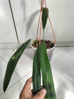 (Category: ) located in . Submitted by askrishnanunni (Listing ID 1230648217, Image 1). Description: .