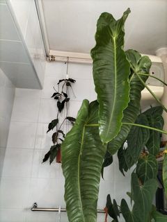 (Category: ) located in . Submitted by askrishnanunni (Listing ID 1230616309, Image 1). Description: .