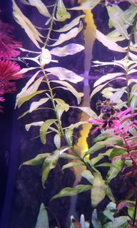 (Category: ) located in . Submitted by stuart2 (Listing ID 1230542475, Image 1). Description: .