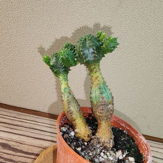 (Category: ) located in . Submitted by succacti (Listing ID 1230584829, Image 1). Description: .