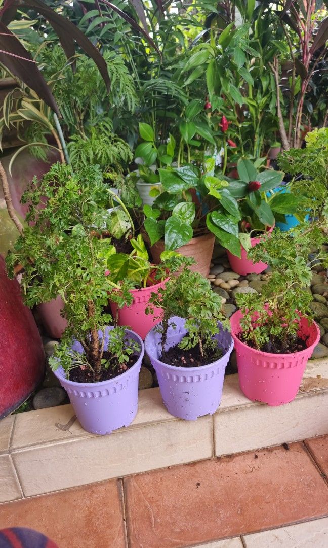 Fresh Indoor Plants For Sale!, Furniture & Home Living, Gardening