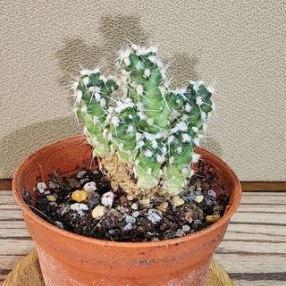 (Category: ) located in . Submitted by succacti (Listing ID 1230583575, Image 1). Description: .