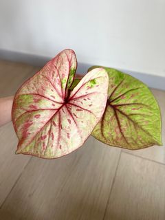 （分類：）位於 。 由 4everGrow 提交（商品編號 1230552080，圖片 1）。簡介： 。