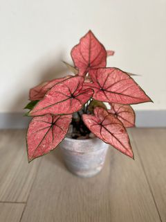 （分類：）位於 。 由 4everGrow 提交（商品編號 1230549996，圖片 1）。簡介： 。