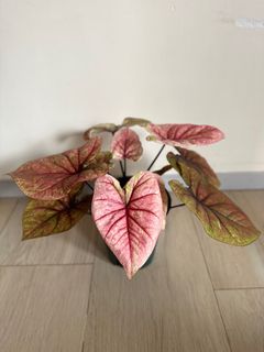 （分類：）位於 。 由 4everGrow 提交（商品編號 1230551373，圖片 1）。簡介： 。