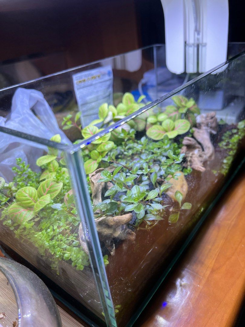Nano terrarium tank, Pet Supplies, Homes & Other Pet Accessories on