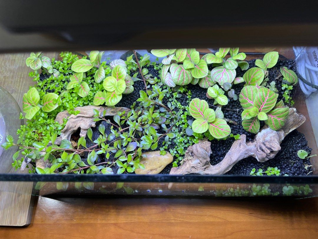 Nano terrarium tank, Pet Supplies, Homes & Other Pet Accessories on